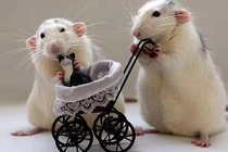 Điểm mặt 4 con giáp “đau đầu vì tiền” khi tuổi tứ tuần 