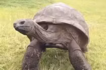 Cận cảnh cụ rùa già nhất thế giới được tắm lần đầu tiên