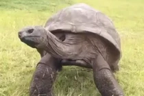 Cận cảnh cụ rùa già nhất thế giới được tắm lần đầu tiên