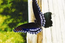 6 dấu hiệu may mắn ám chỉ gia chủ sắp đại phát đại lợi 