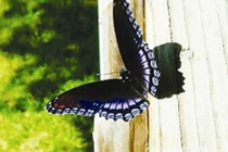 6 dấu hiệu may mắn ám chỉ gia chủ sắp đại phát đại lợi 