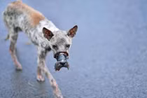 Sốc nặng cách người Việt đối xử với chó, mèo