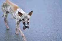 Sốc nặng cách người Việt đối xử với chó, mèo