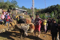 Ảnh: Điều đặc biệt trong lễ đâm trâu ở Quảng Nam