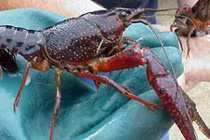 Phát hoảng với tôm hùm hung dữ của người Trung Quốc tại Việt Nam