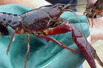 Phát hoảng với tôm hùm hung dữ của người Trung Quốc tại Việt Nam