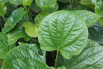 Bị bệnh này chỉ cần dùng lá lốt là chữa khỏi 