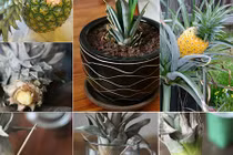 Bật mí mẹo trồng dứa tại gia chỉ với 5 bước cực đơn giản