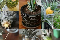 Bật mí mẹo trồng dứa tại gia chỉ với 5 bước cực đơn giản