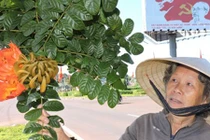 Phát hoảng 1.600 cây độc gây ngứa khắp người trên quốc lộ 14