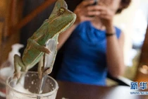 Những quán cà phê có phong cách kỳ lạ trên thế giới