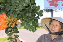 Phát hoảng 1.600 cây độc gây ngứa khắp người trên quốc lộ 14