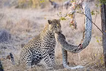 Chú báo đốm đói nhảy lên cây để “xơi tái” con trăn lớn