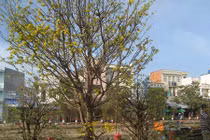 Ngắm dàn mai "khủng" chỉ dành cho đại gia ở miền Tây