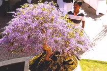 Ngỡ ngàng ngắm cây mai kỳ lạ có hoa màu... tím