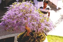 Ngỡ ngàng ngắm cây mai kỳ lạ có hoa màu... tím
