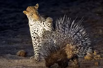 Báo hoa dại dột chọc giận nhím và nhận hậu quả đau đớn