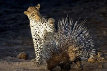 Báo hoa dại dột chọc giận nhím và nhận hậu quả đau đớn