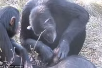 Giật mình nghi thức tang lễ kỳ lạ của tinh tinh