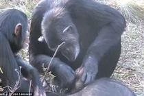 Giật mình nghi thức tang lễ kỳ lạ của tinh tinh