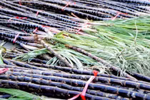 Ăn tết to nhờ mía tím