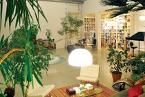 Đầu năm, bố trí cây phong thủy thế nào để tiền chảy vào túi? 