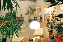 Đầu năm, bố trí cây phong thủy thế nào để tiền chảy vào túi? 