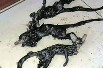 Giật mình phát hiện sinh vật đầu mèo thân chuột trong nhà 