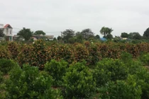 Mãn nhãn vườn quất tiền tỷ ở "thủ phủ" cây cảnh miền Bắc