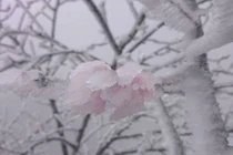 Chiêm ngưỡng hoa đào ngậm tuyết ở miền Tây xứ Nghệ