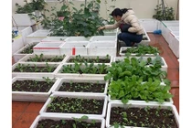 Thích mê vườn rau tươi xanh trên sân thượng của nữ dược sỹ