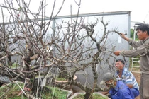 Đào tiến vua giá nghìn đô chưa ra hoa đã hút khách