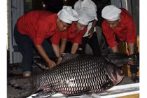 Kinh ngạc cá khủng từ sông Mê Kông "bơi" về Hà Nội