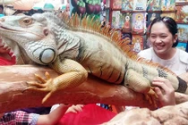 Cận cảnh rồng Nam Mỹ, kỳ đà sông Nile trên đất Sài Gòn