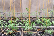 Cách trồng rau tốt um “không cần đất” của ông bố trẻ