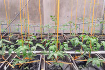 Cách trồng rau tốt um “không cần đất” của ông bố trẻ