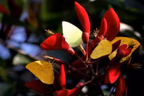 Chùm ảnh: Tháng 4 - Tây Nguyên mùa bướm bay tuyệt đẹp