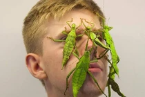 Kinh hãi chàng trai với sở thích "dị" cho côn trùng lên mặt