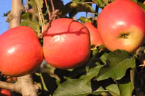 8 công dụng “mới tinh” của táo