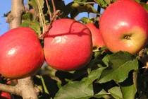 8 công dụng “mới tinh” của táo