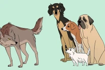 Loài chó được thuần hóa tới 2 lần?