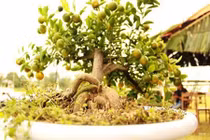 Những cây quất thế siêu đẹp của đất Hội An