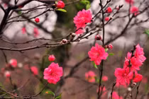 Tết Đinh Dậu 2017: Bày cây gì trong nhà để rinh tài rước lộc? 