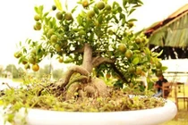 Những cây quất thế siêu đẹp của đất Hội An