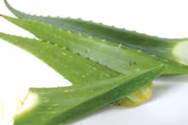 Bị đau dạ dày chỉ cần dùng cây này là khỏi ngay 