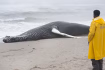 Mổ bụng cá voi khổng lồ bí ẩn dạt bờ biển Mỹ