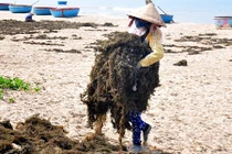Ảnh: Ồ ạt khai thác rong mơ vùng biển Quảng Ngãi
