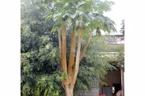 Kỳ lạ cây đu đủ “1 gốc 5 thân” lúc lỉu trái ngọt