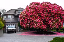 16 loài cây… không hiểu sao lại đẹp đến thế!