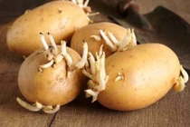4 loại củ quả mọc mầm không nên ăn kẻo gây hại